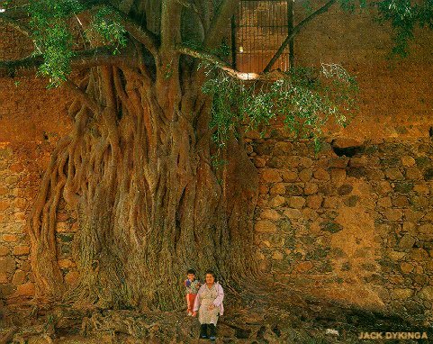 'Chalate', Ficus, Sierra de Alamos