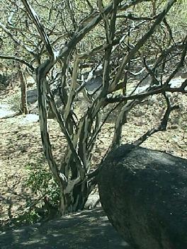 Chloroleucon manguense, Sierra de Alamos
