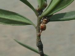 Germinating mistletoe seed on Jacquinia, Kino Bay