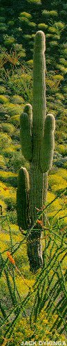 Carnegiea gigantea