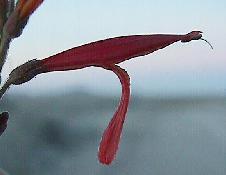 Hummingbird pollinated Justicia californica