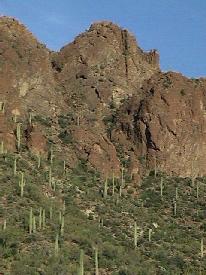 Carnegiea gigantea at the Tucson Mts